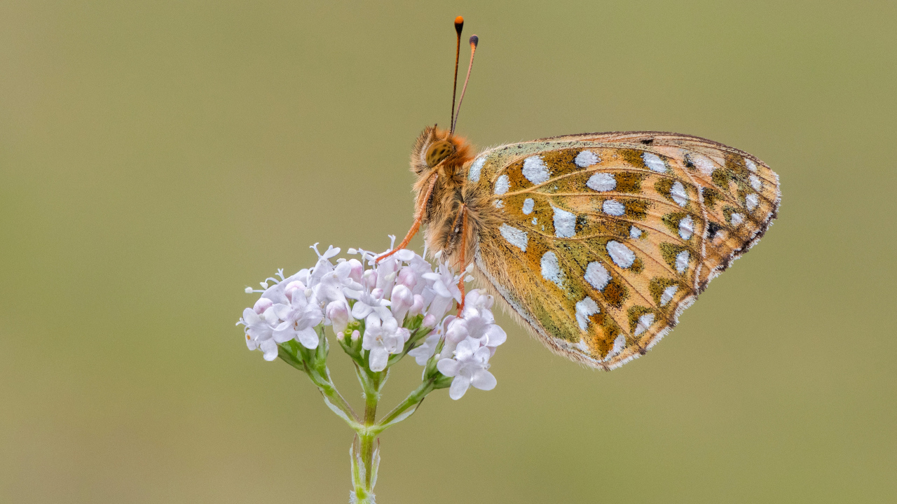 Коричневая бабочка сидит на цветке на коричневом фоне 