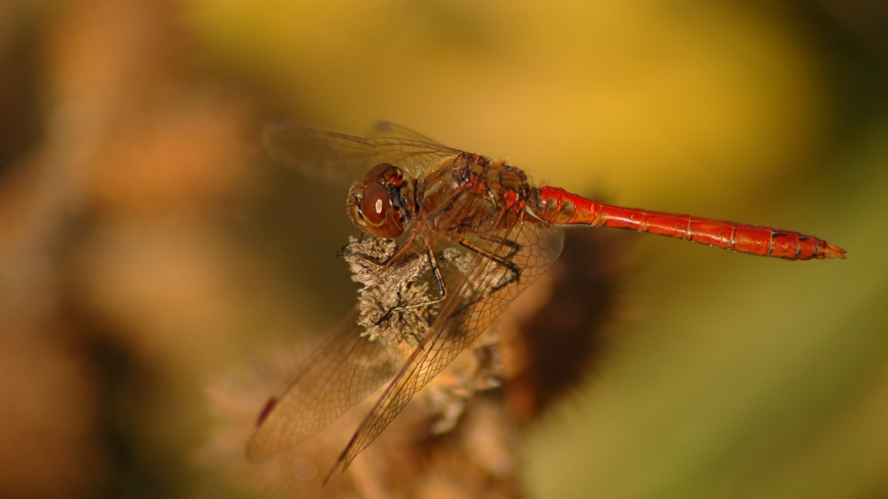 Стрекоза крупным планом сидит на ветке 