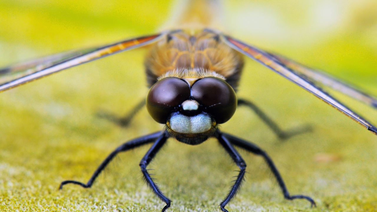 Стрекоза на листе макросъемка