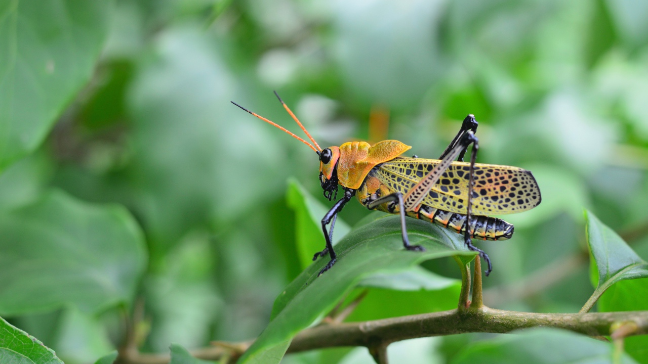 Большой желтый кузнечик сидит на зеленой ветке 