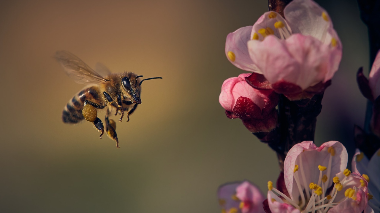 Маленькая пчела летит на розовый цветок 