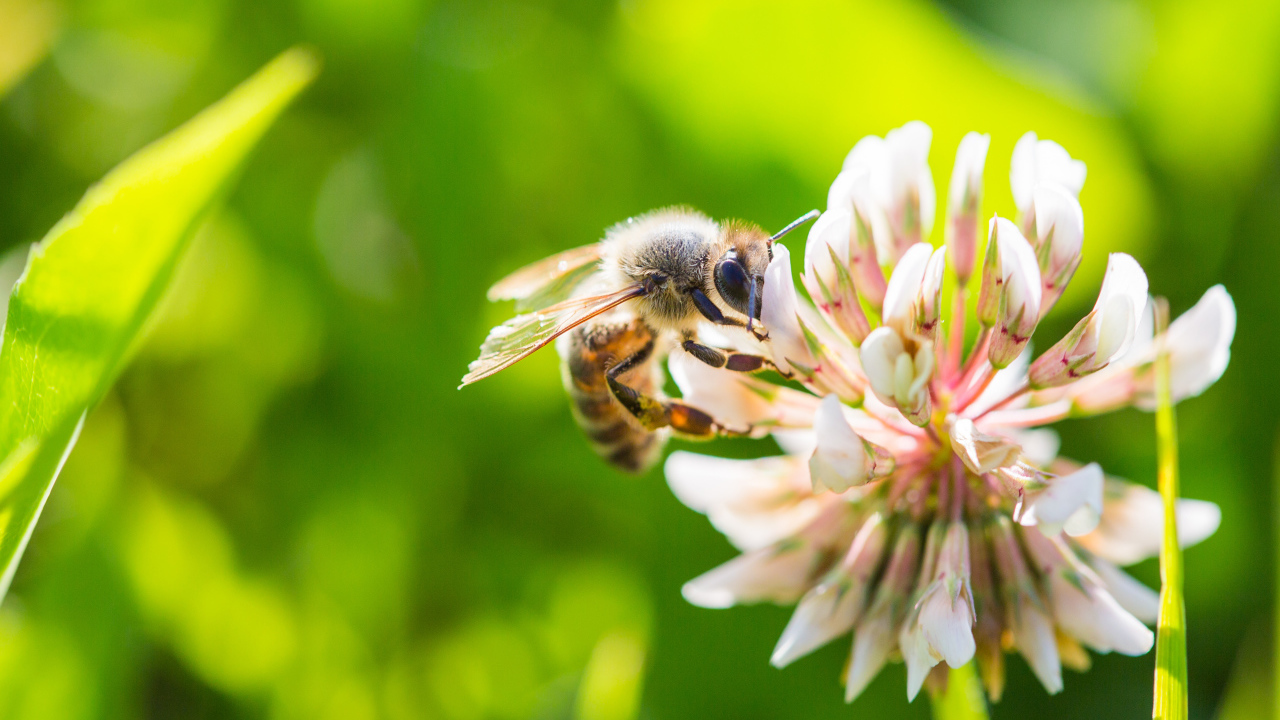Маленькая пчела сидит на белом цветке клевера 