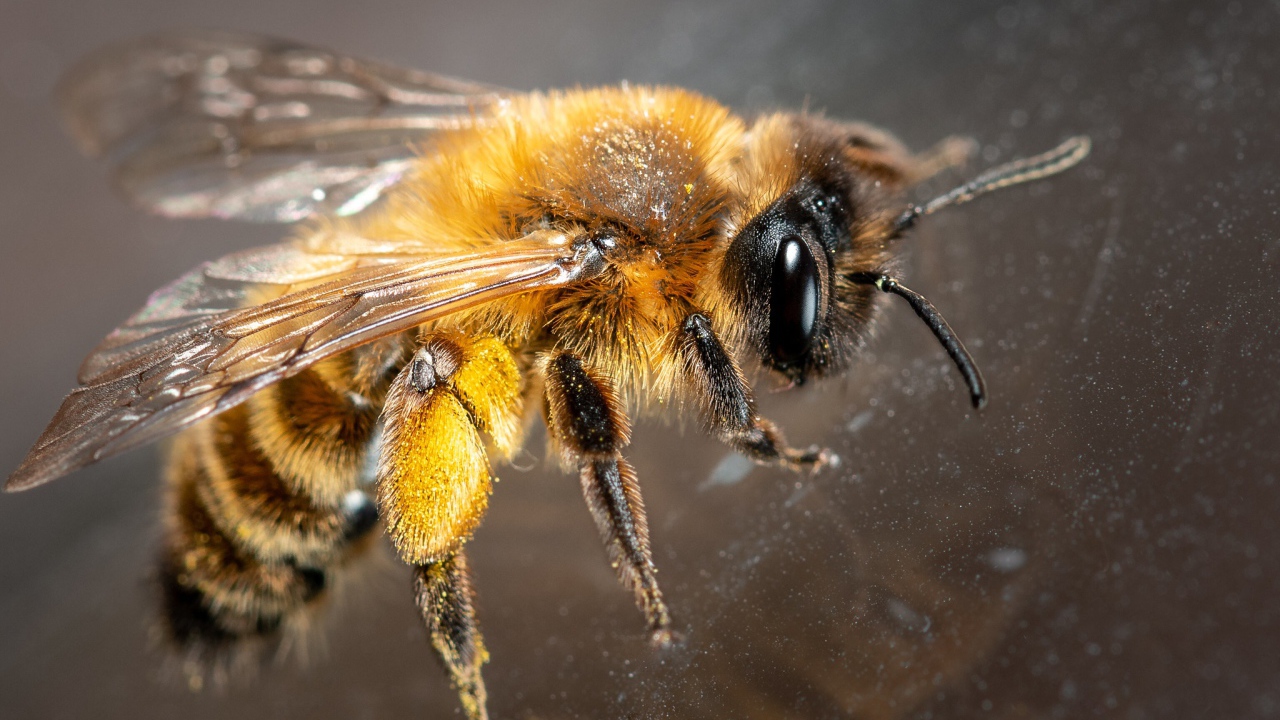 Маленькая пчела на стекле крупным планом