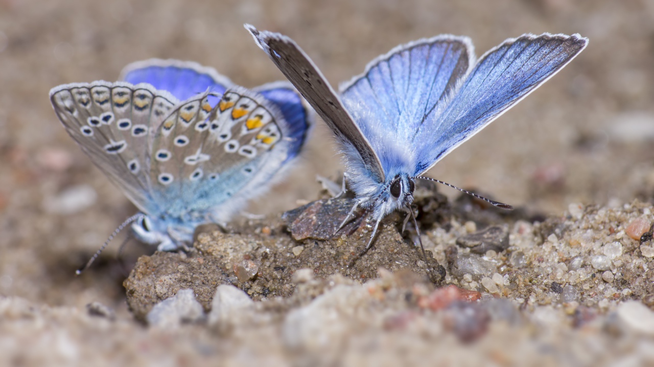 Two blue butterflies are sitting on the sand