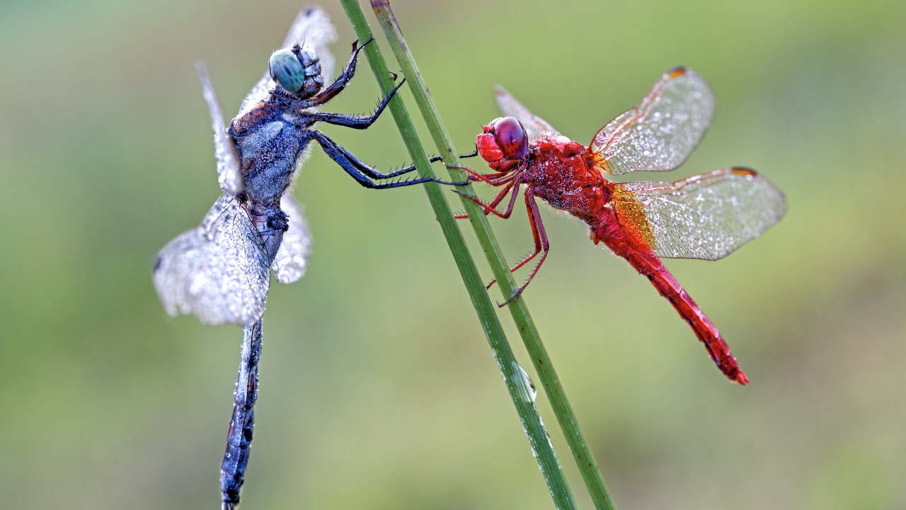 Две стрекозы сидит на зеленой траве