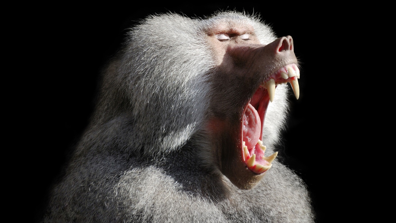 Big baboon yawns on a black background