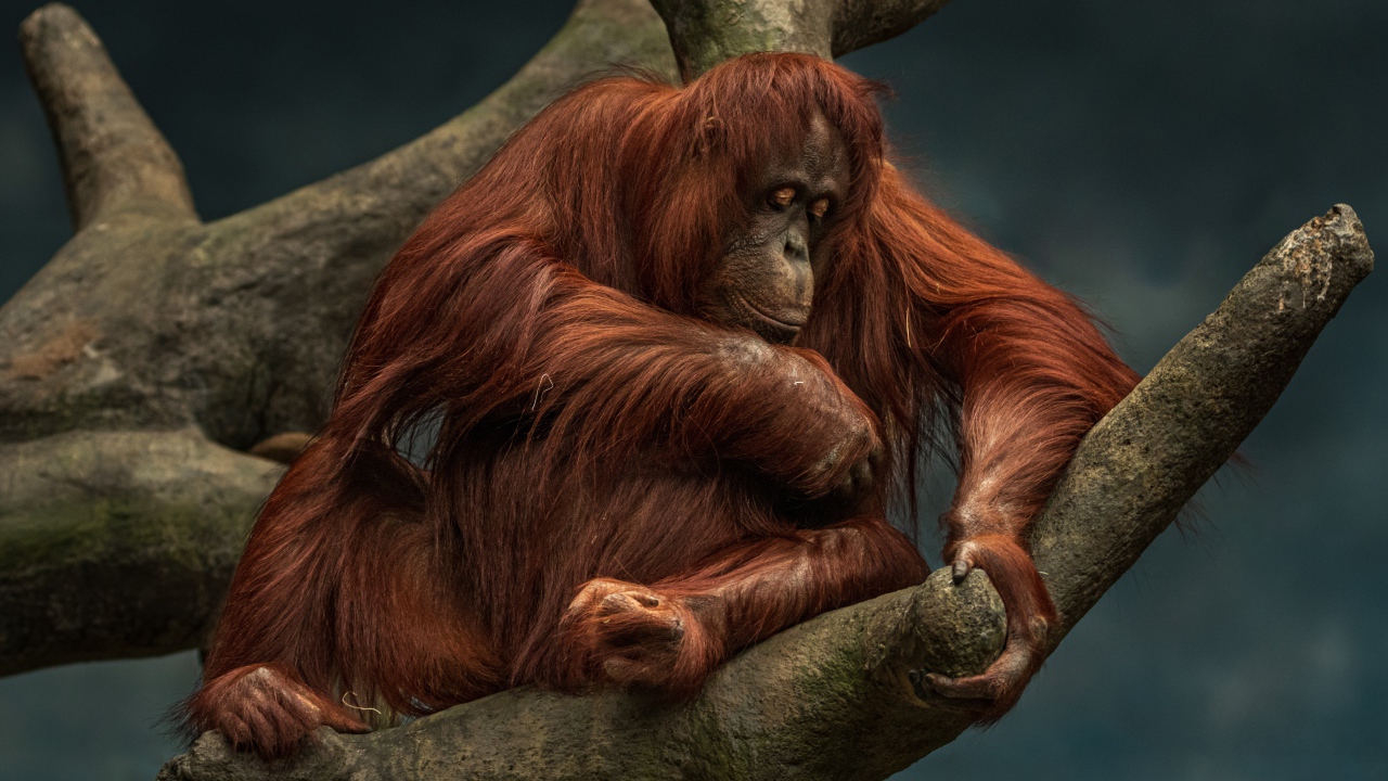 Большой орангутанг сидит на дереве 