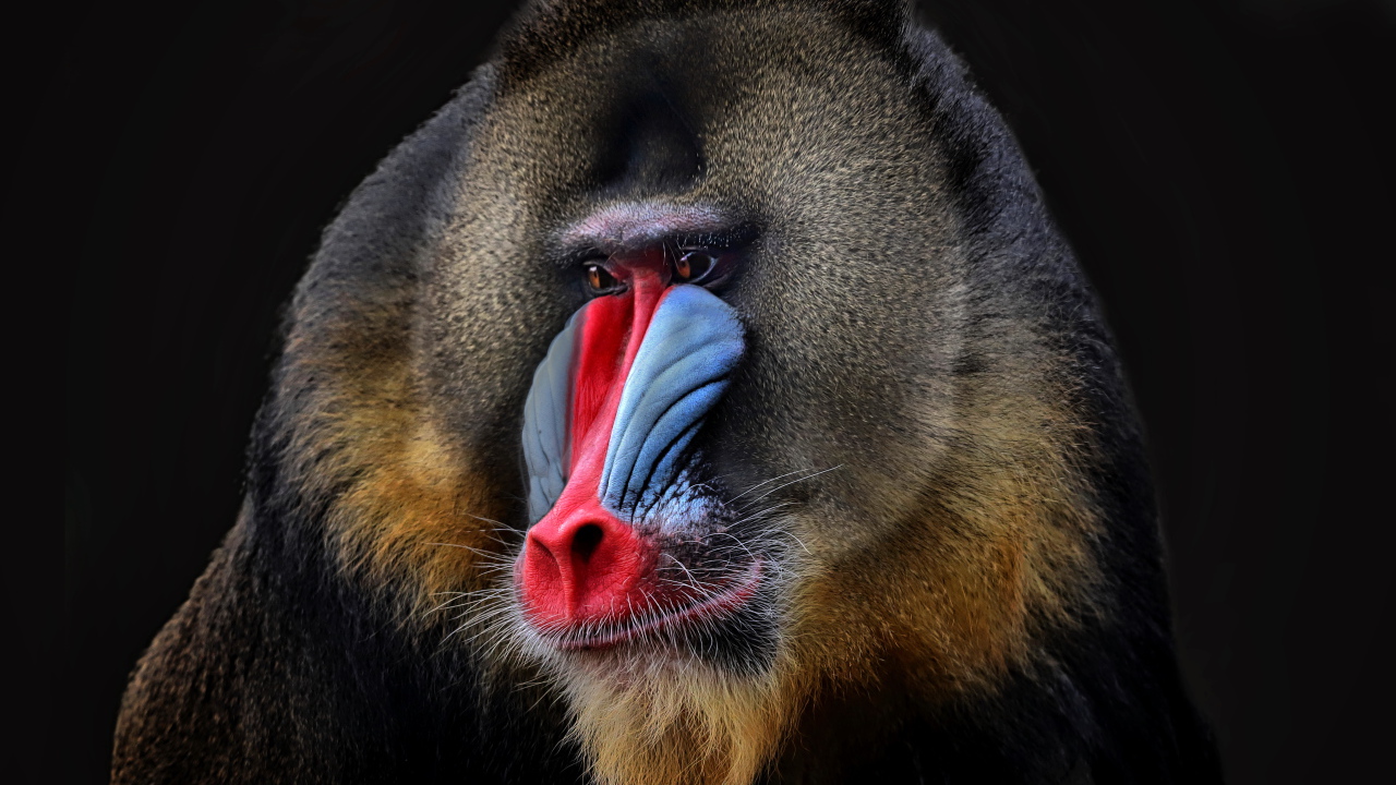 Mandrill with a red nose on a black background