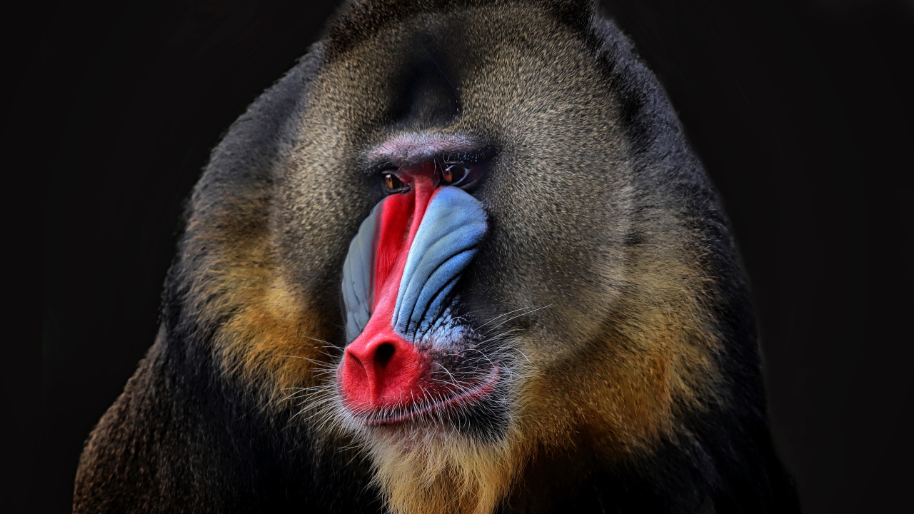 Мандрил с красным носом на черном фоне