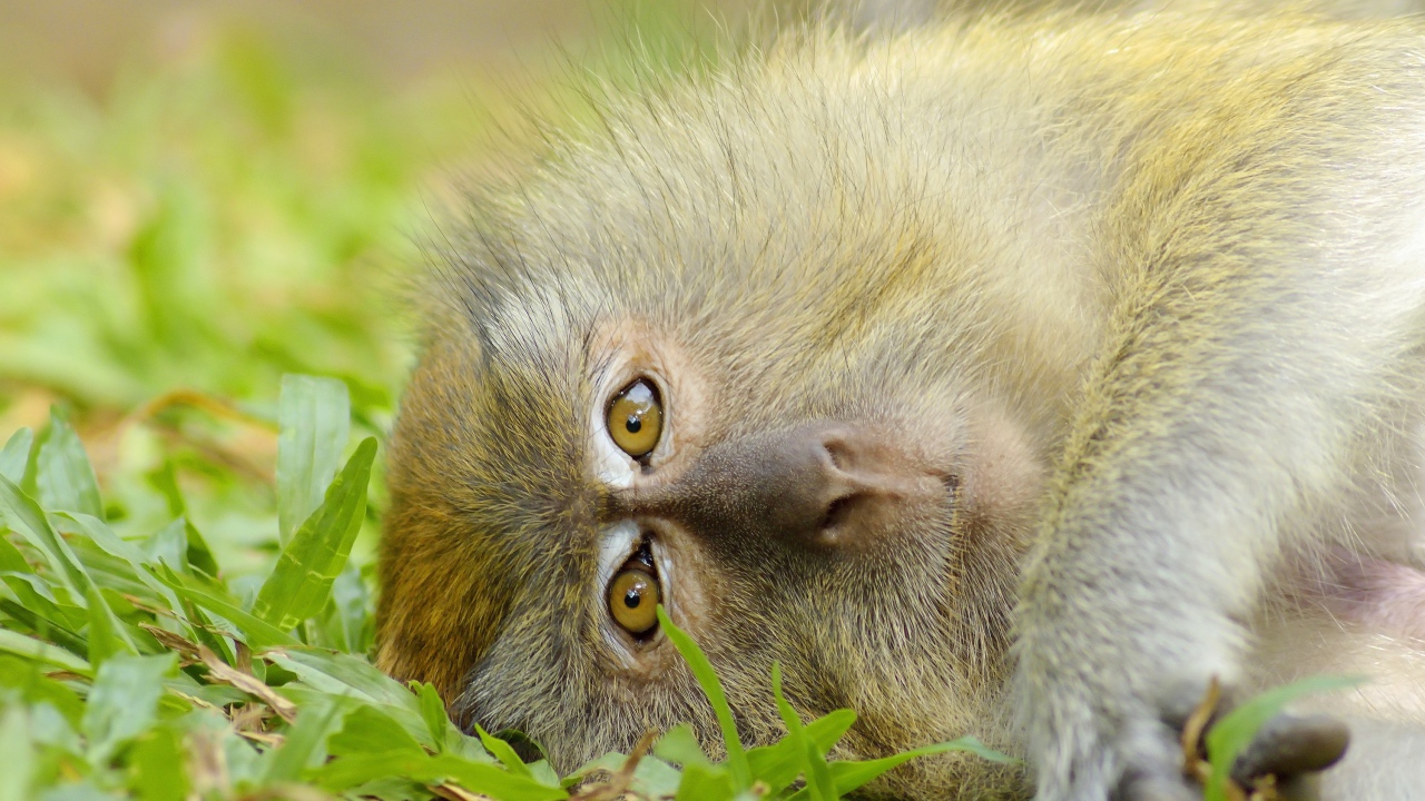 Обезьяна лежит на зеленой траве