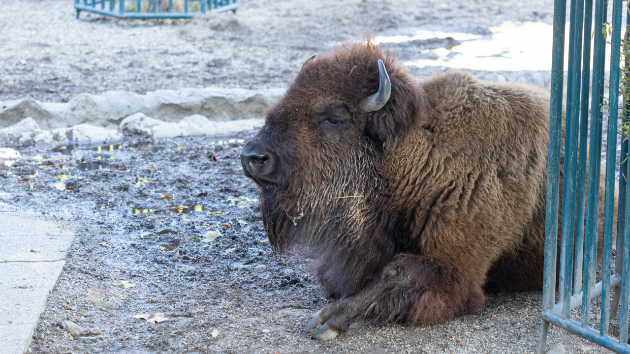 Большой американский бизон лежит в грязи