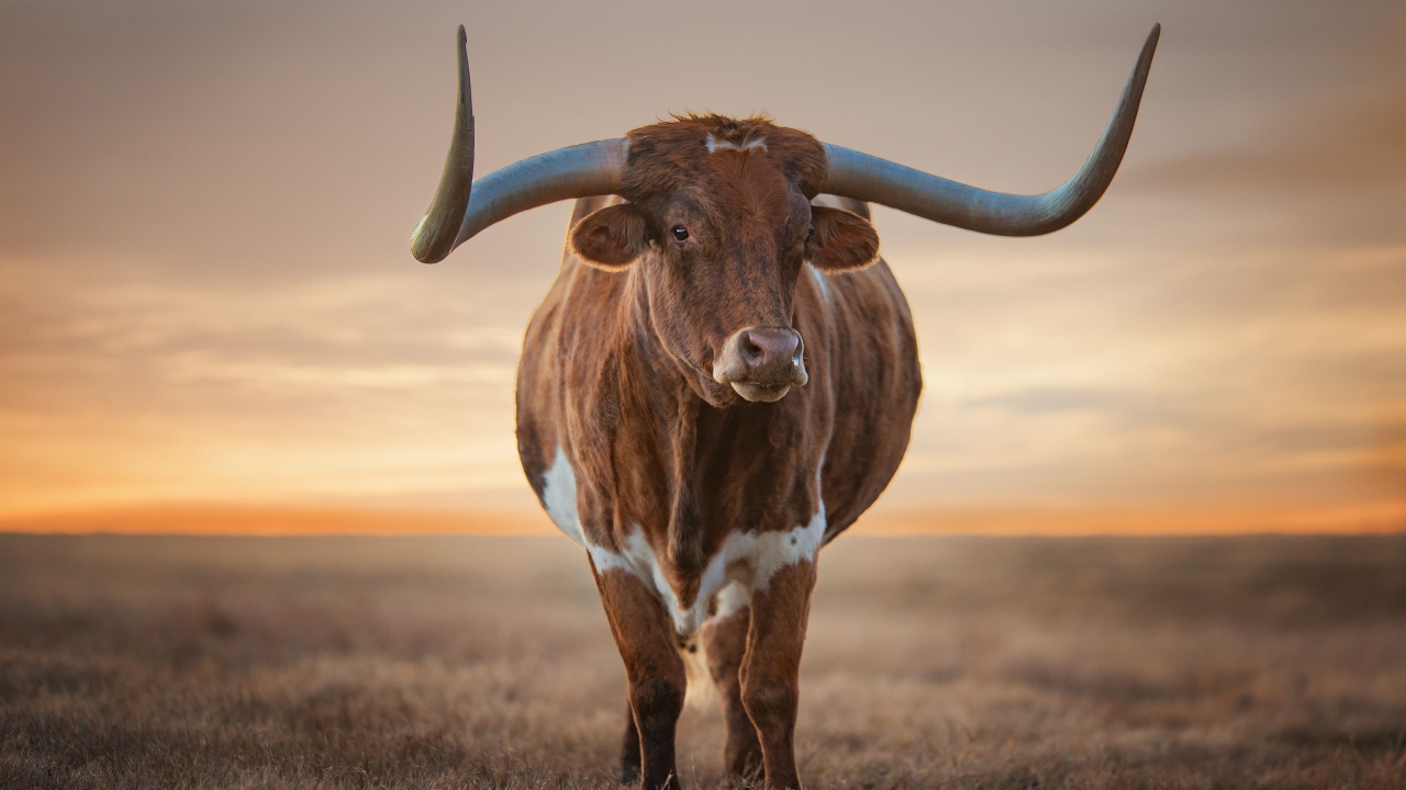 Большой коричневый бык с большими рогами