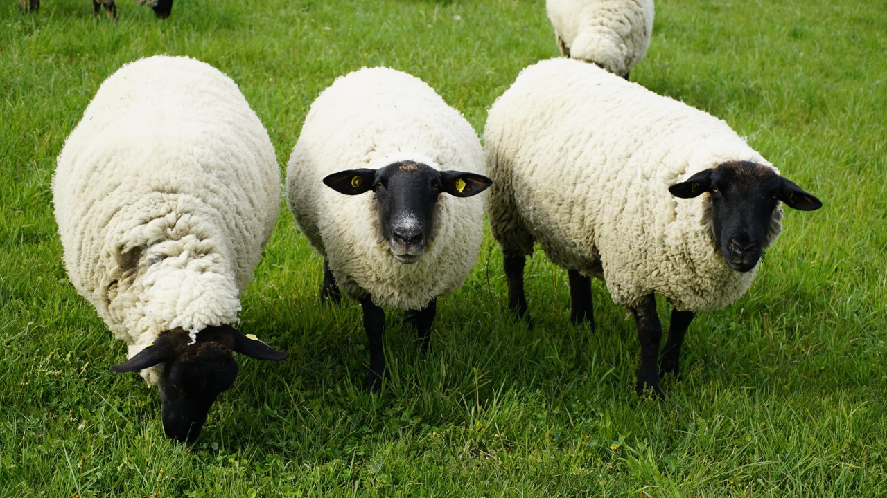 Пушистые овцы на зеленой траве 