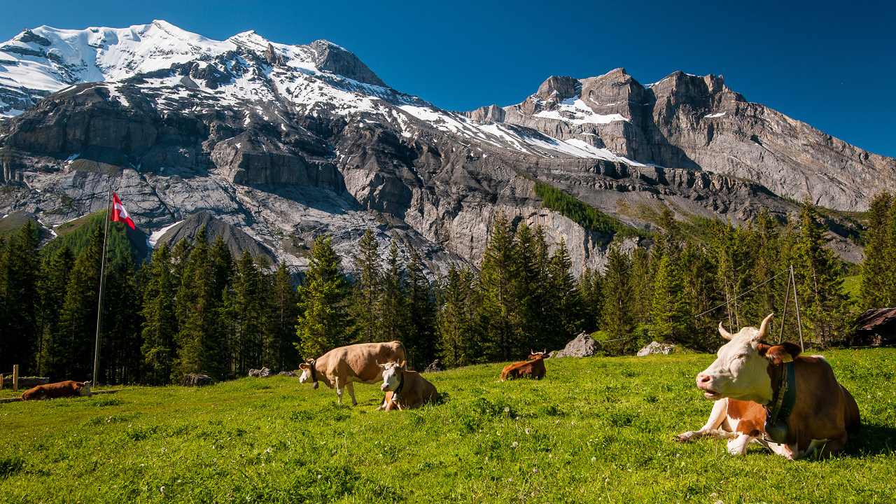 Стадо коров на зеленом лугу в горах