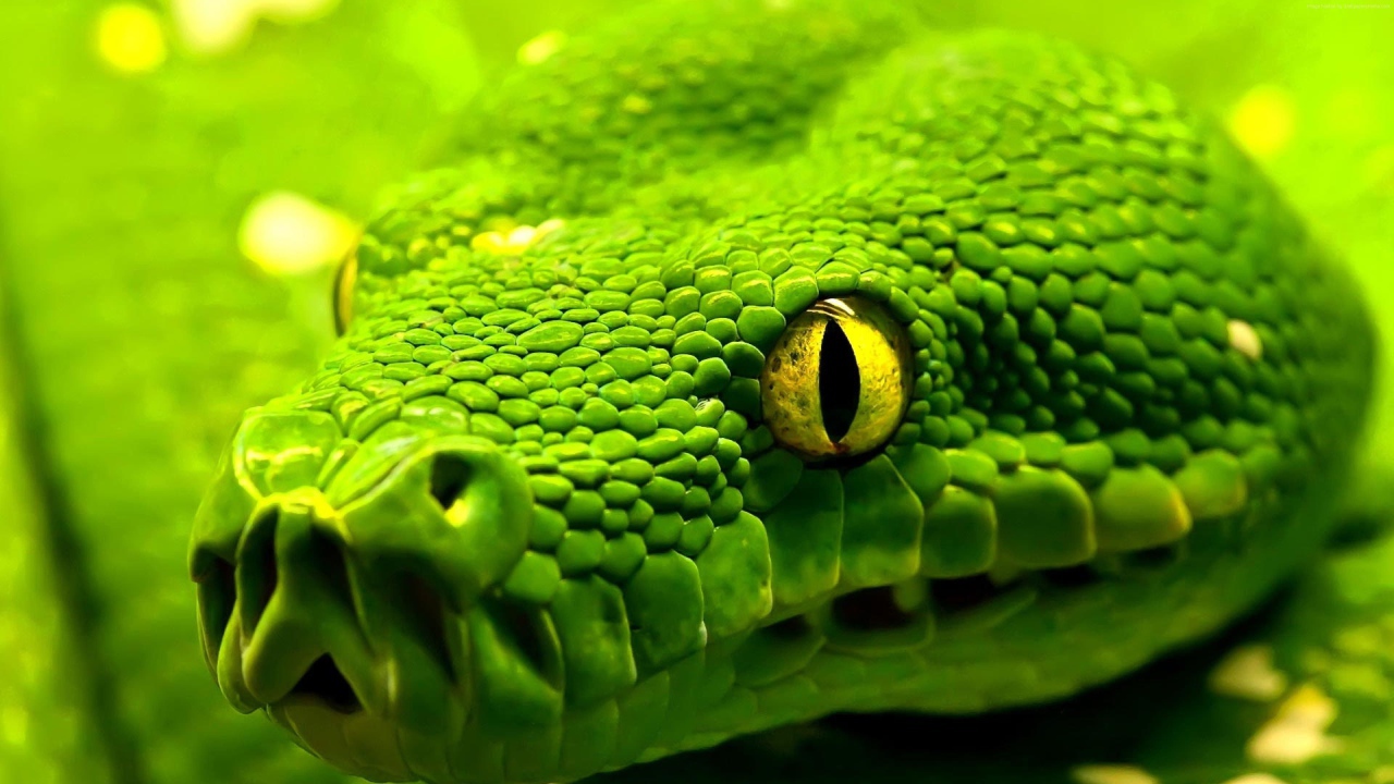 Большая зеленая змея с желтыми глазами крупным планом