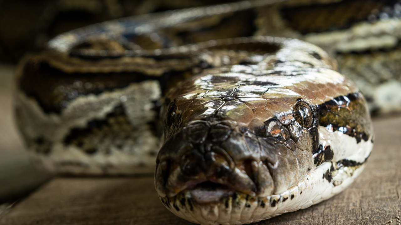 Big python close up