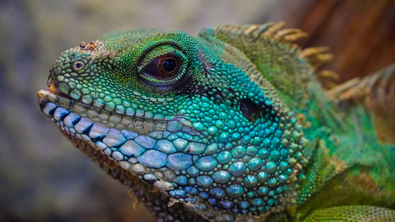 Green large iguana head close up