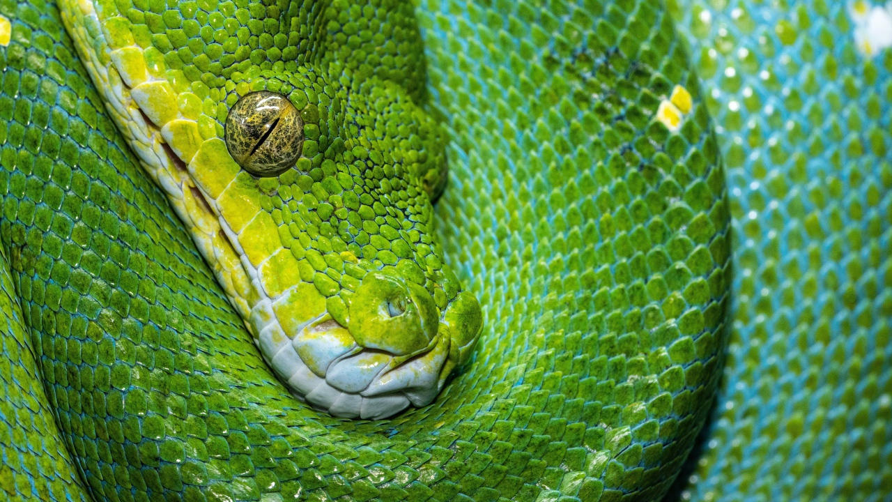 Зеленая змея крупным планом