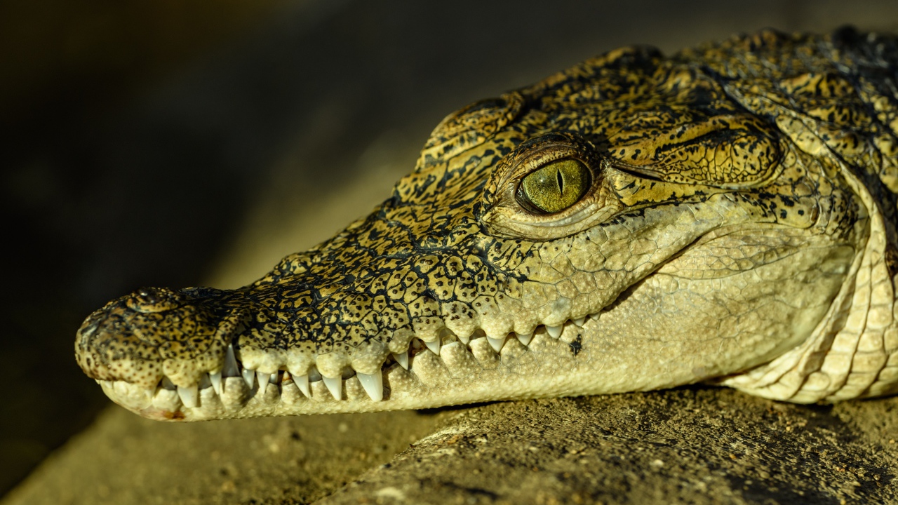 Large crocodile with sharp fangs sunbathes in the sun