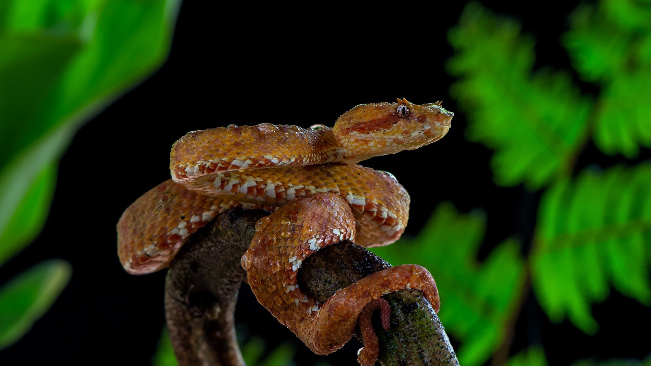 Большая ядовитая змея на ветке дерева 