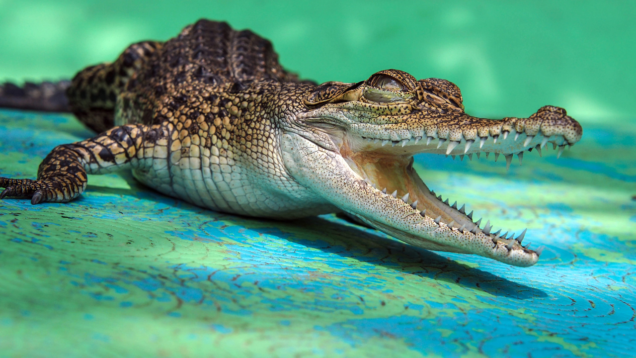 Open-jawed alligator with sharp teeth