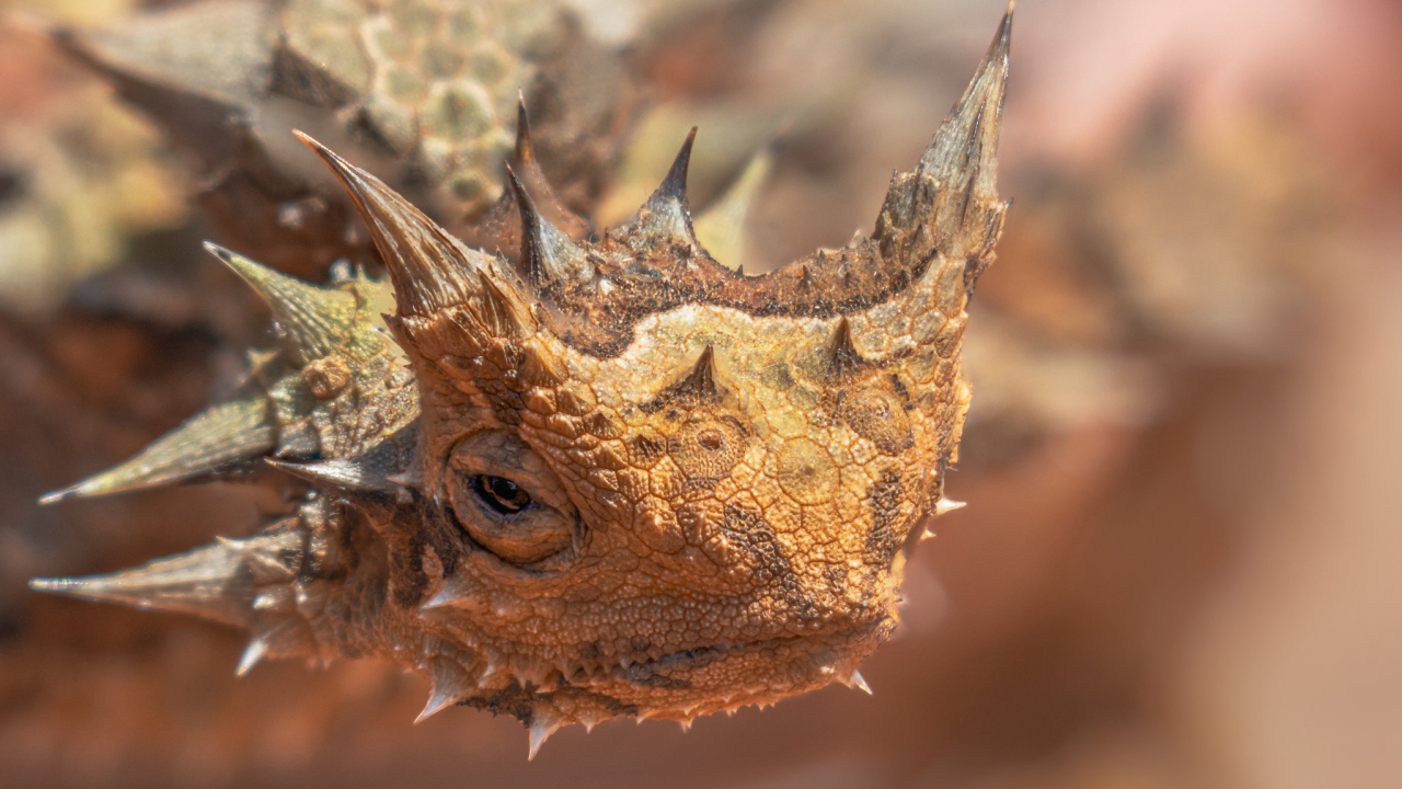 Жабовидная ящерица крупным планом 