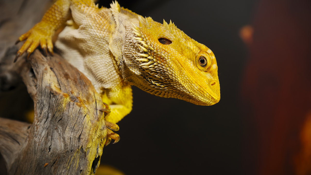 Желтая игуана сидит на сухом дереве