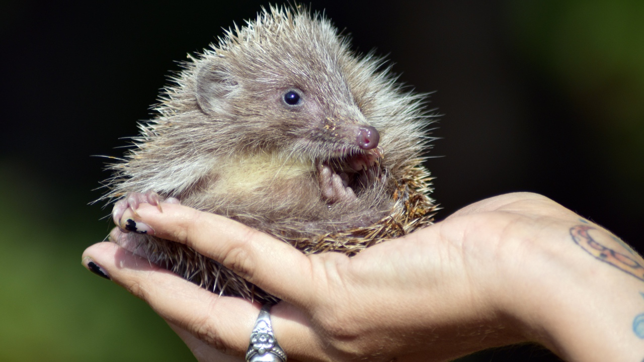 Маленький колючий еж лежит на руке