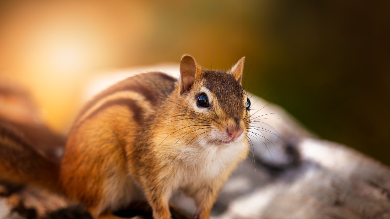 Красивый бурундук сидит на сухом дереве 