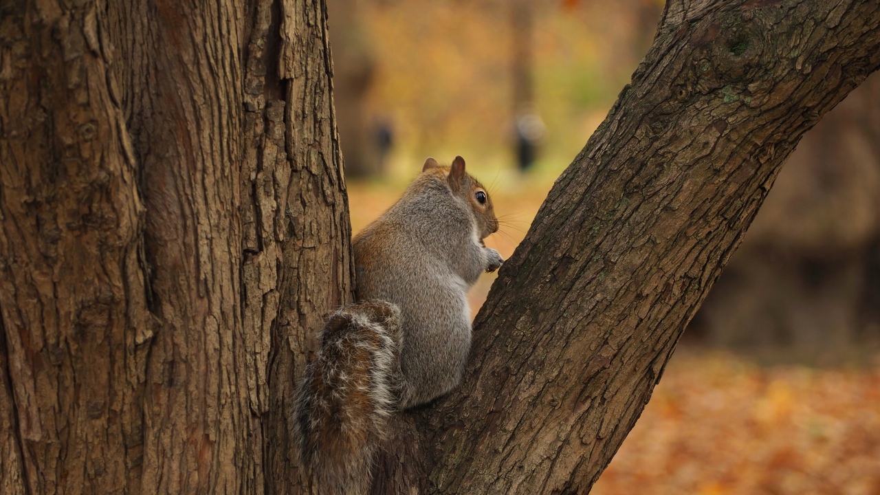 Big gray fluffy squirrel sitting on a tree