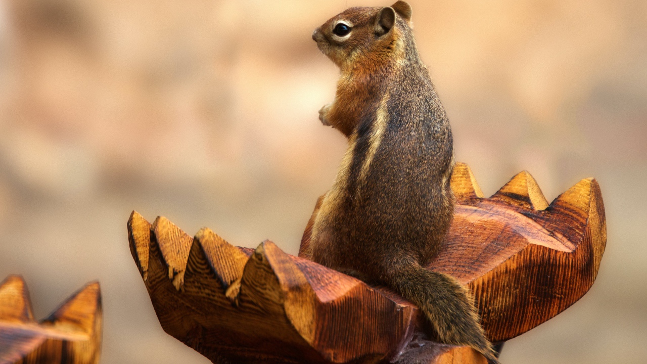 Бурундук сидит на деревянной скульптуре 