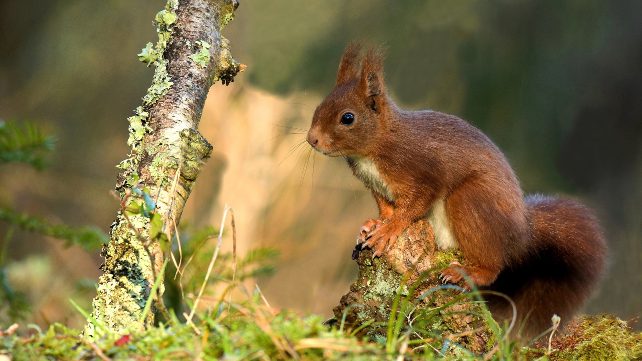 Милая рыжая белка сидит на покрытой мхом коряге 