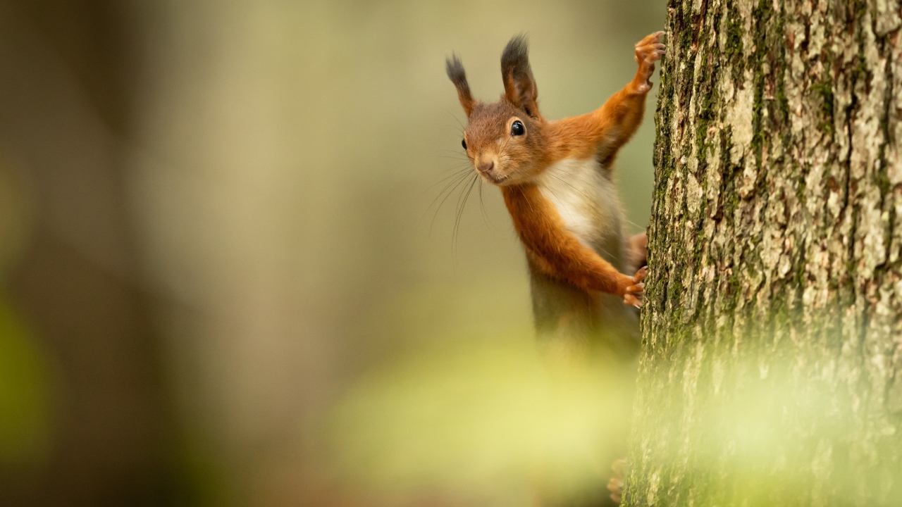 Пушистая милая рыжая белка висит на дереве