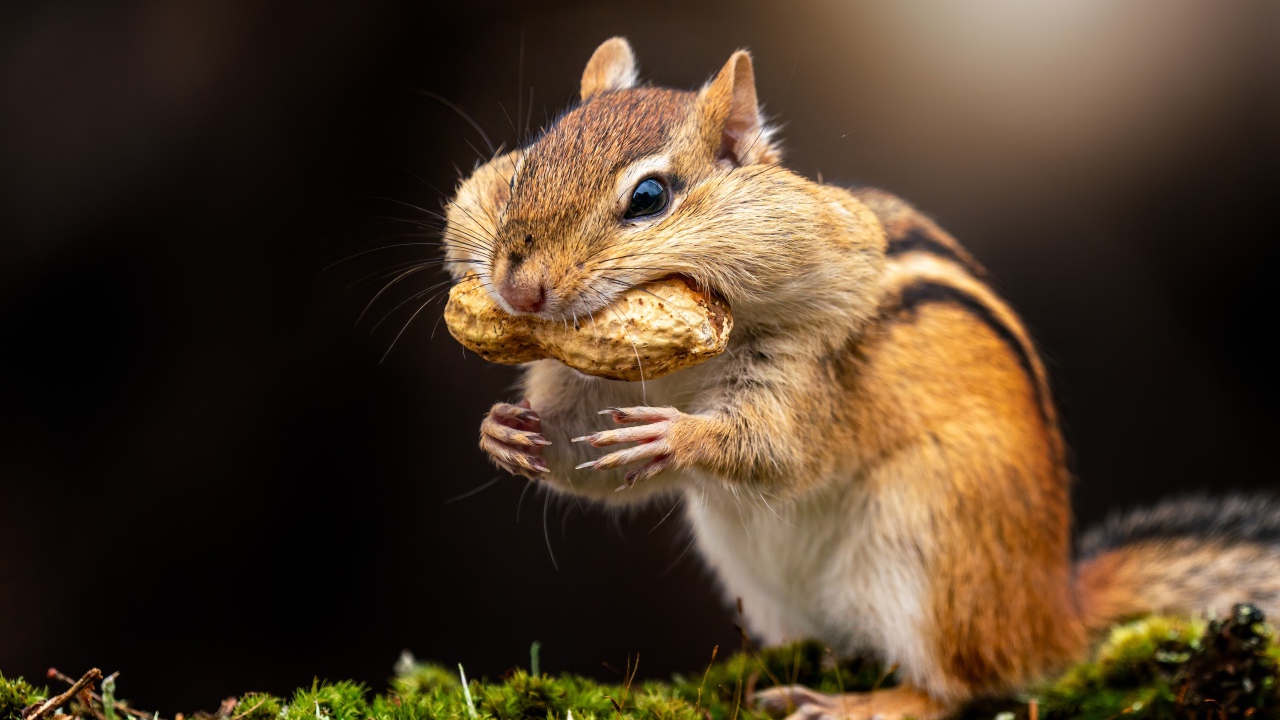 Смешной бурундук держит орех в зубах