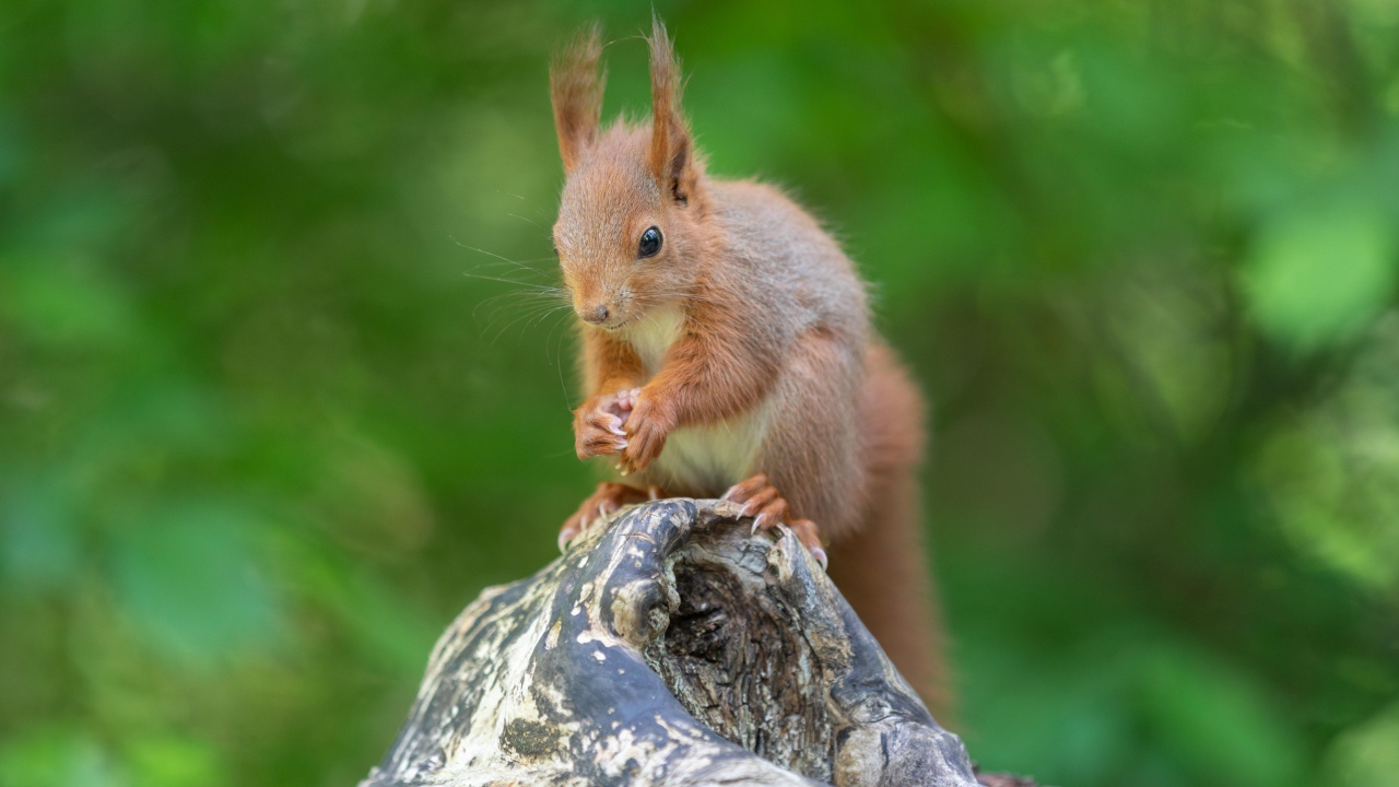 Маленькая рыжая белка грызет орех на коряге 