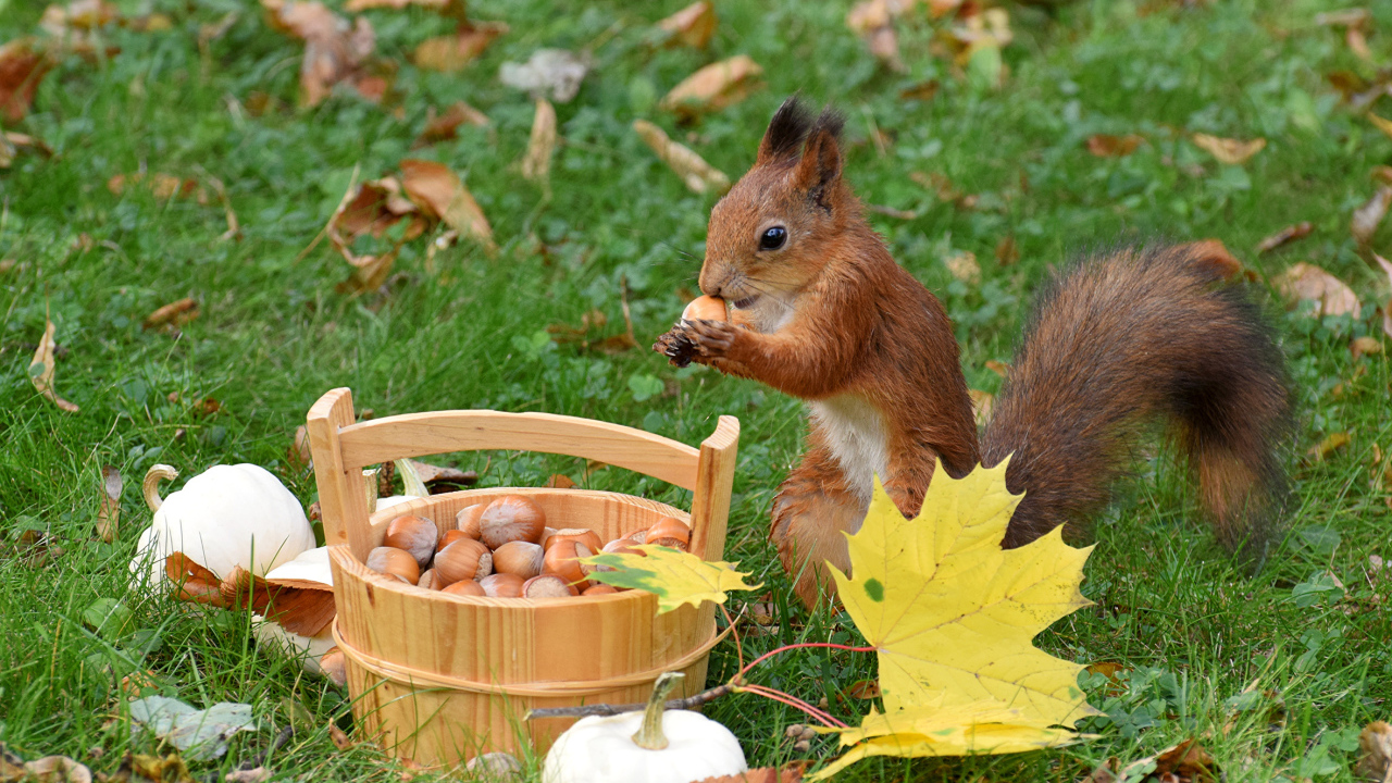 Рыжая белка грызет орехи на зеленой траве с желтыми листьями 