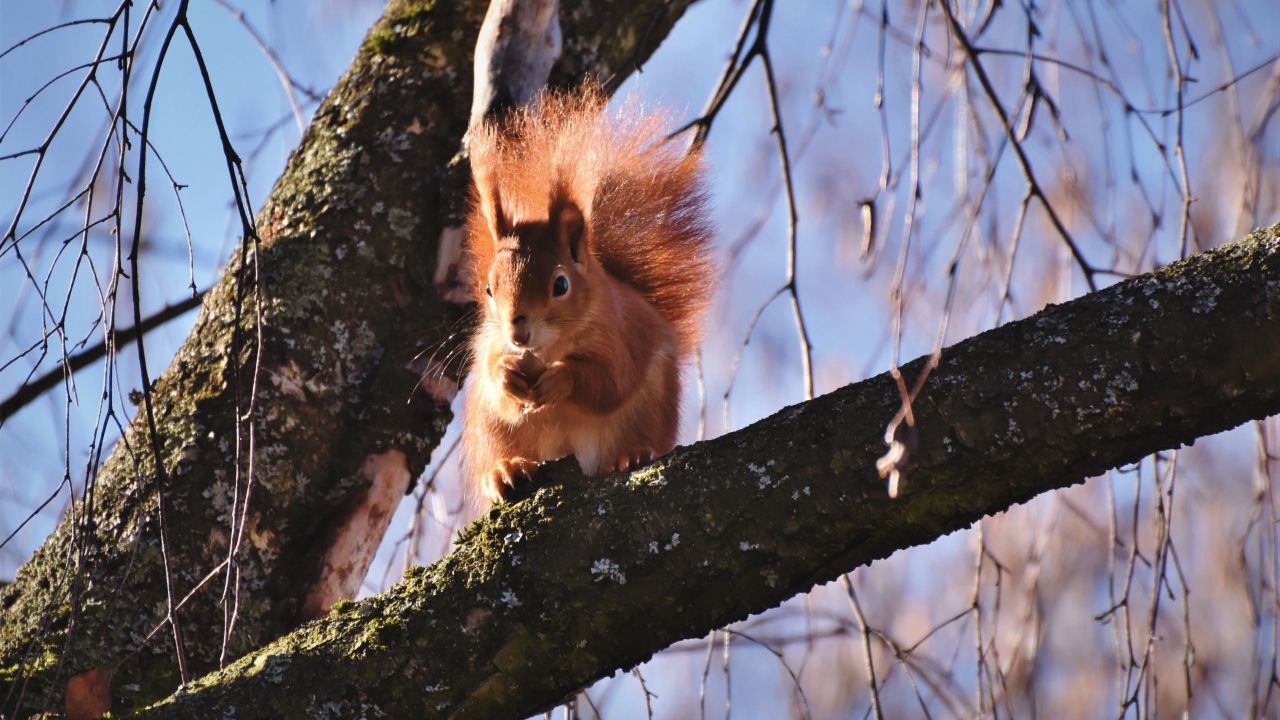 Red squirrel with a fluffy tail nibbles a nut on a tree