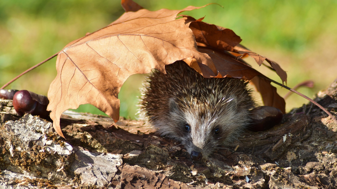 Колючий еж прячется под опавшими листьями