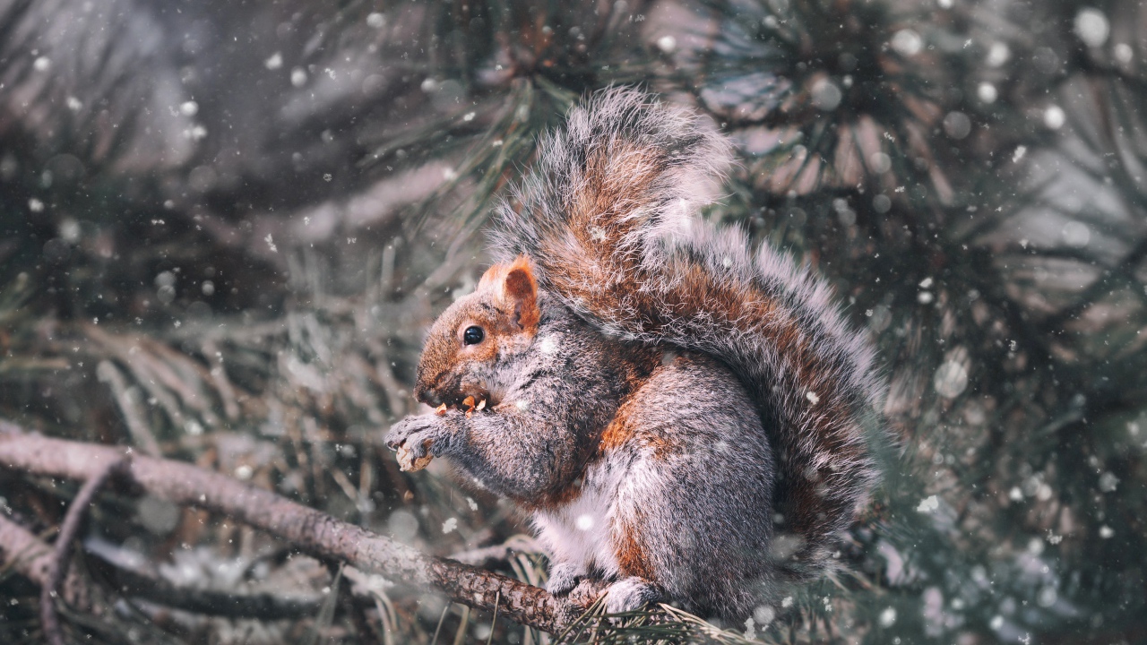 Белка грызет орех на ветке сосны зимой