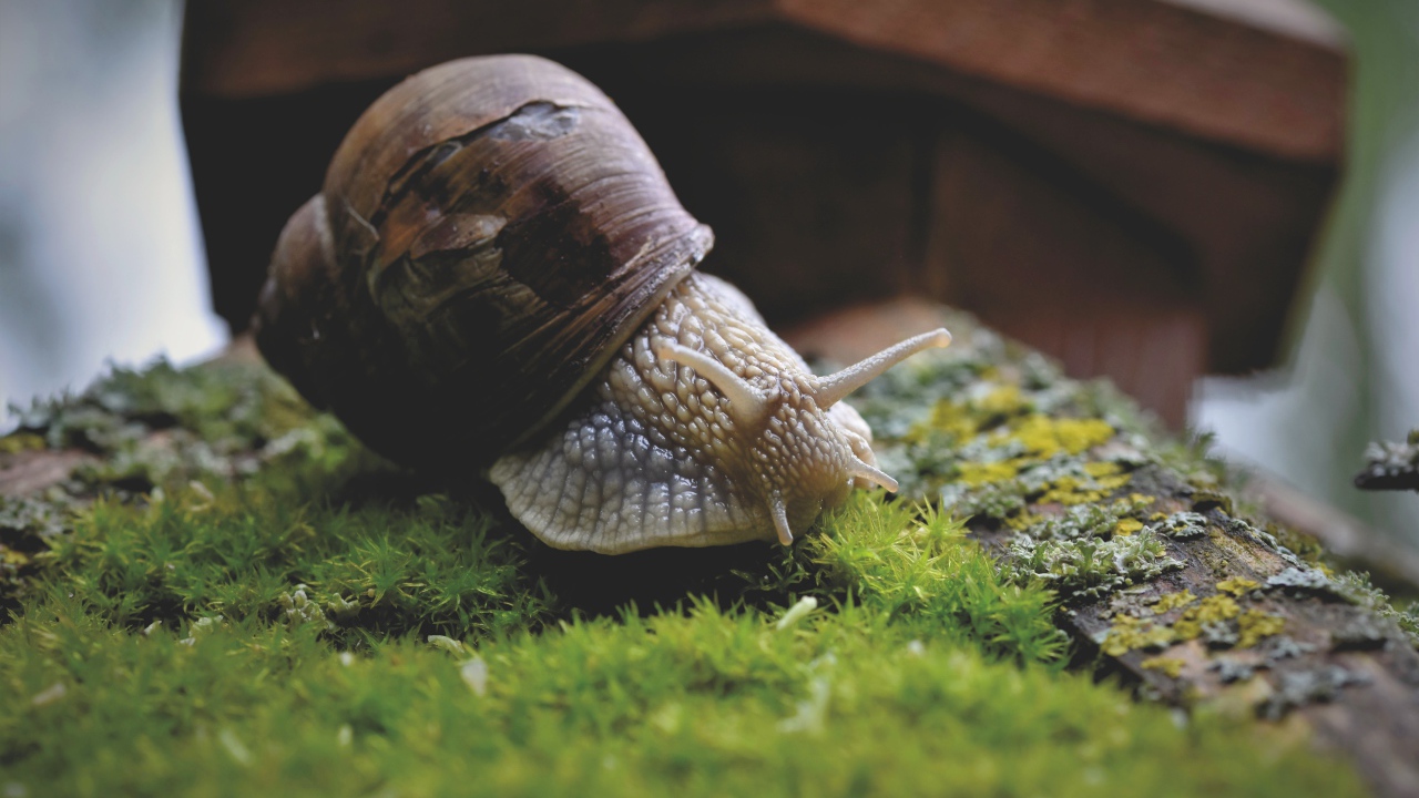 Large snail on a moss-covered stone