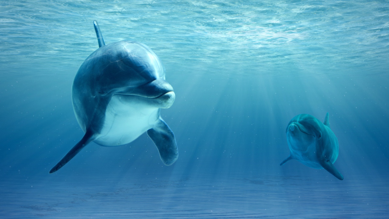 Большой дельфин с детенышем в воде 