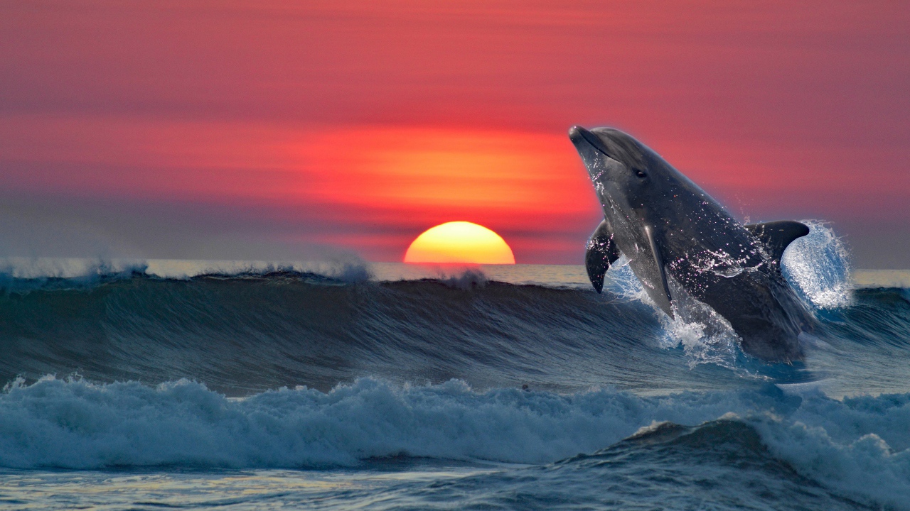 Дельфин выпрыгивает из воды на фоне заката 