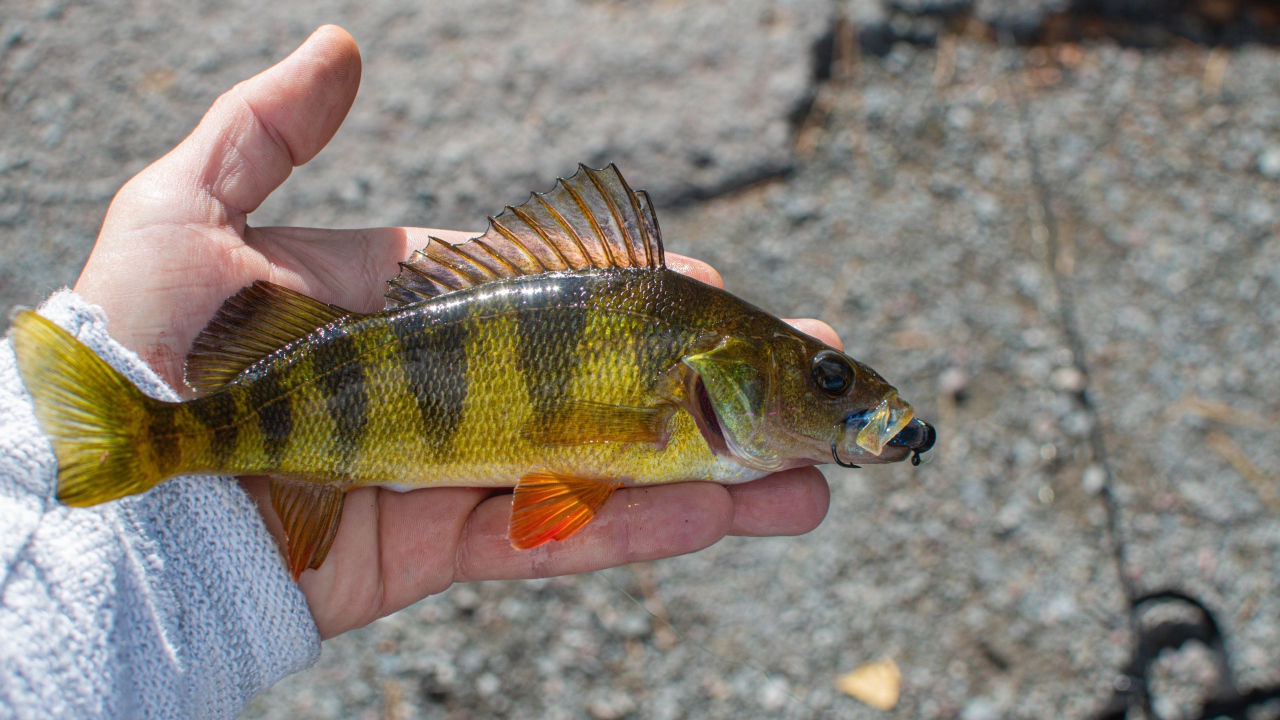 Рыба ерш на руке рыбака
