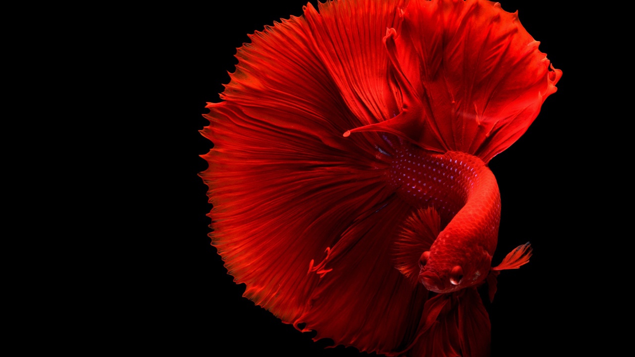 Красная рыба петушок на черном фоне