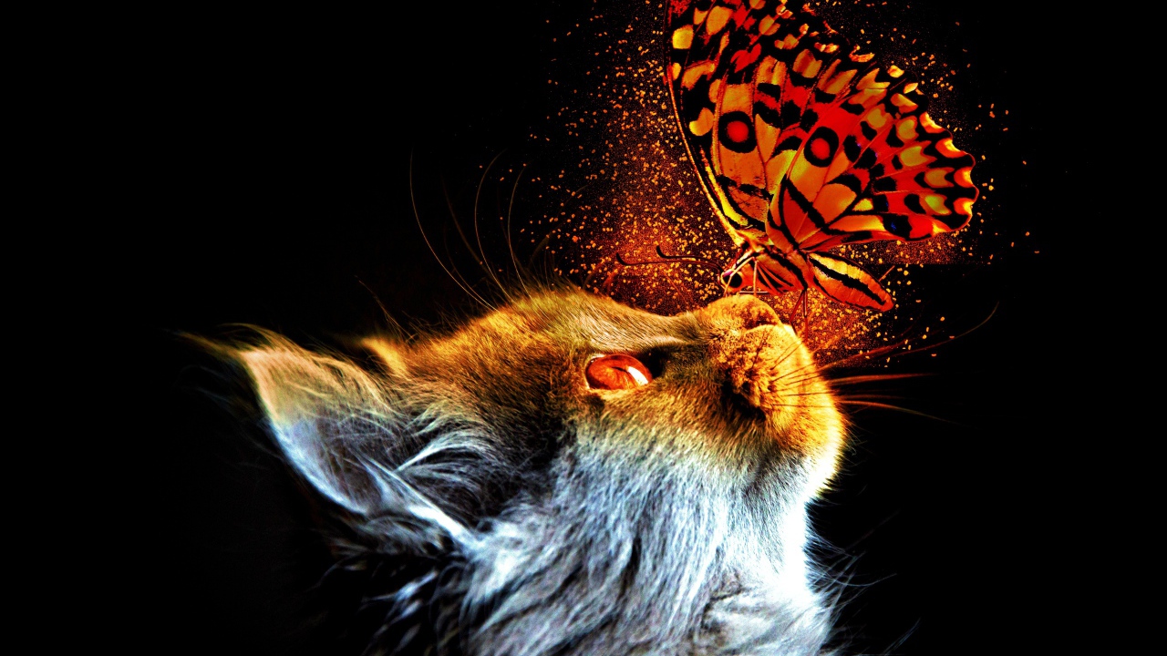 Кот с бабочкой на носу на черном фоне