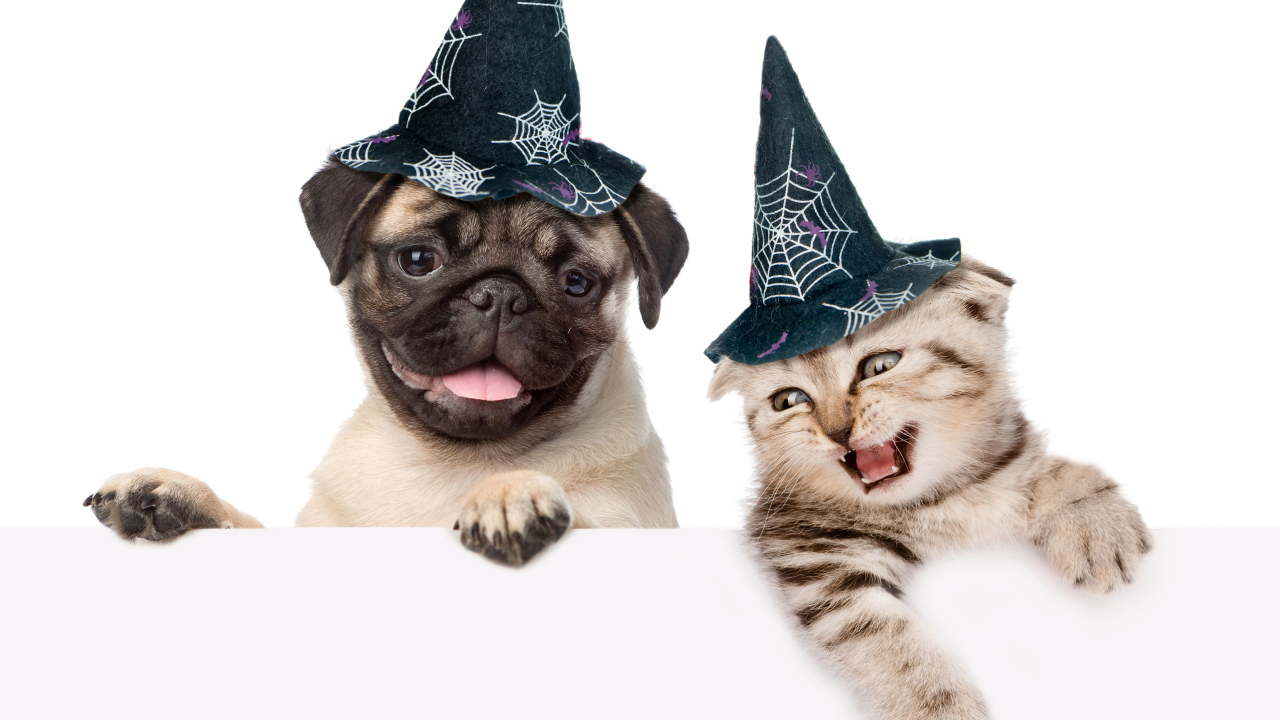 Маленький мопс и котенок в колпаках на белом фоне на Хэллоуин