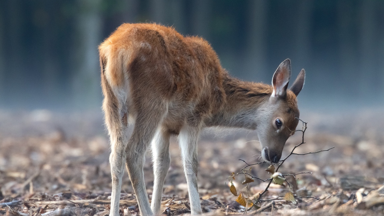 Самка оленя пасется в лесу