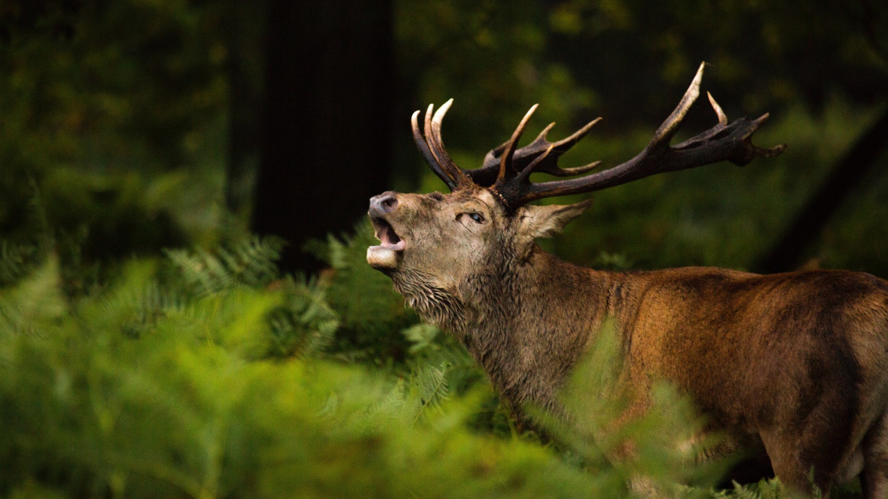Большой олень кричит в лесу в зеленой траве