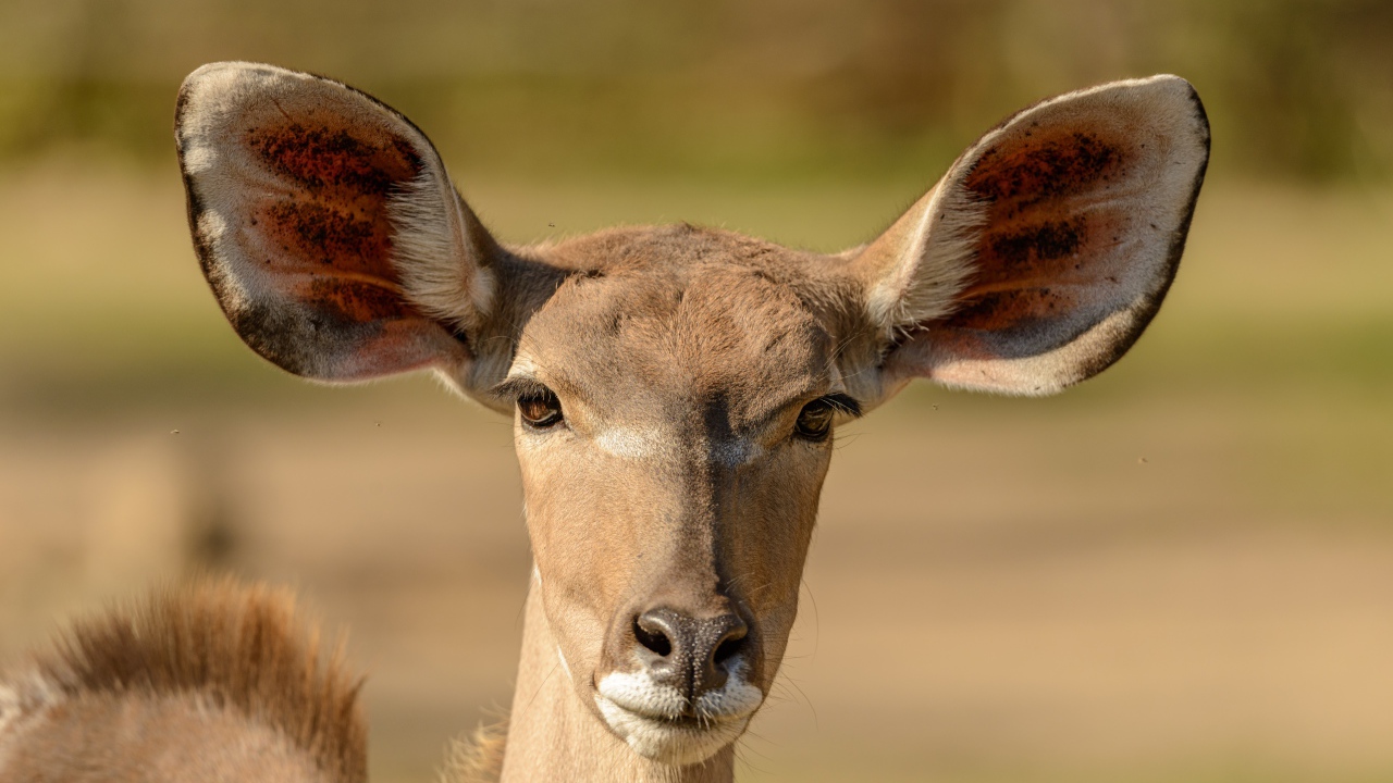 Морда антилопы с большими ушами крупным планом