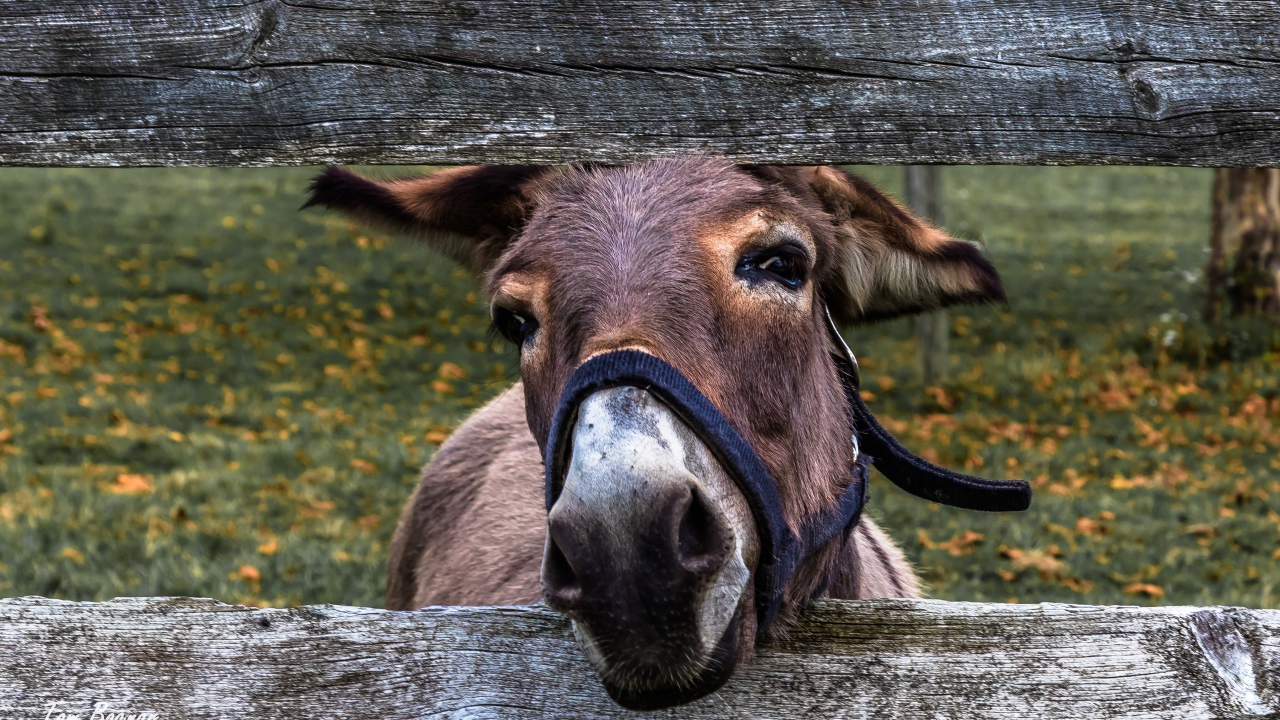 Любопытный осел в загородке